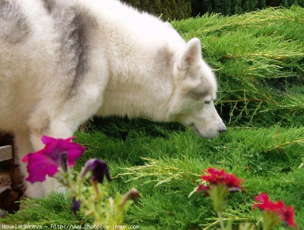 Photo de Husky siberien