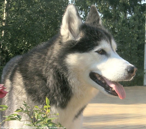 Photo de Husky siberien