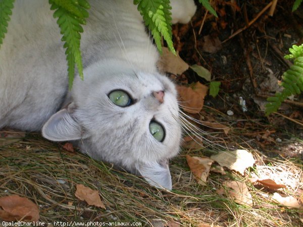 Photo de British shorthair