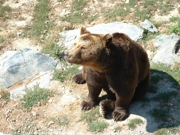 Photo d'Ours