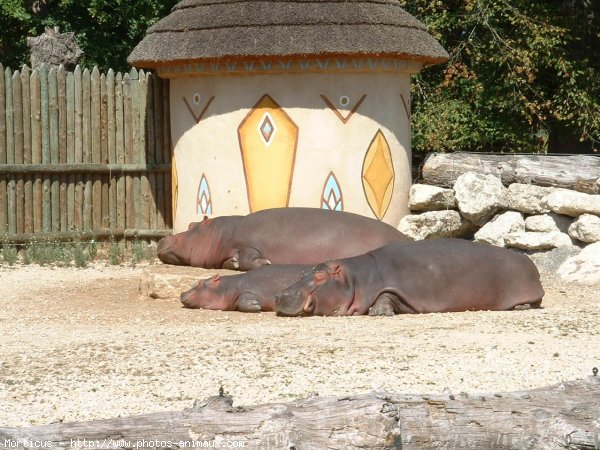 Photo de Hippopotame