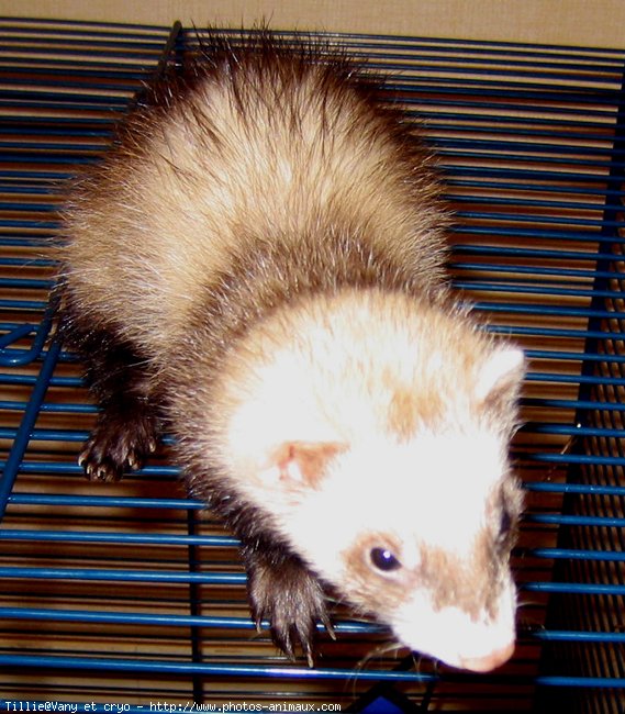 Photo de Furet