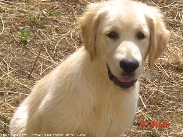 Photo de Golden retriever