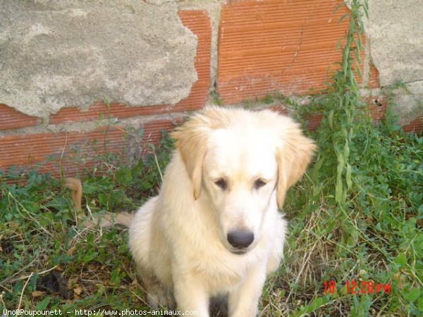 Photo de Golden retriever