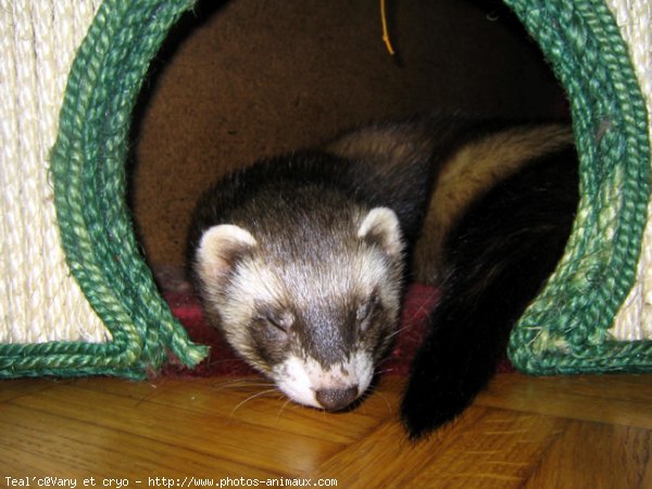 Photo de Furet