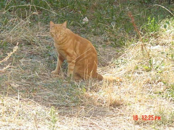 Photo de Chat domestique