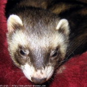 Photo de Furet