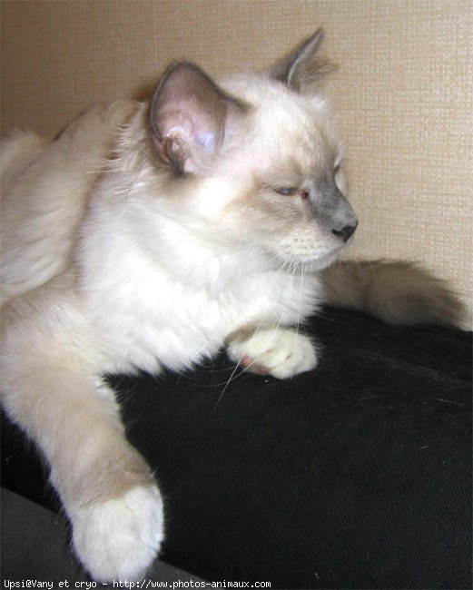 Photo de Sacr de birmanie