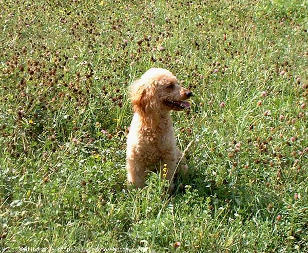 Photo de Caniche moyen