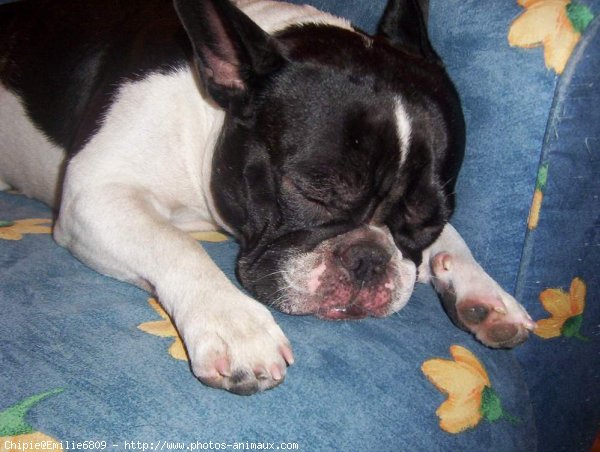 Photo de Bouledogue franais