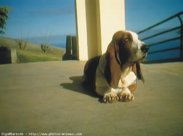 Photo de Basset hound