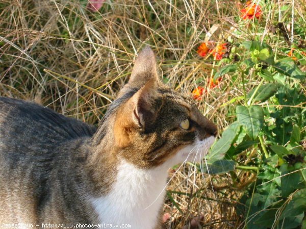 Photo de Chat domestique