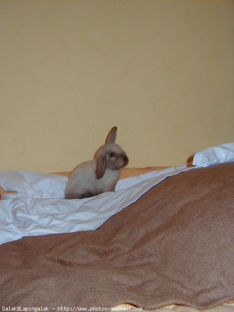 Photo de Lapin