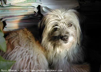 Photo de Chien de berger des pyrenes  poil long