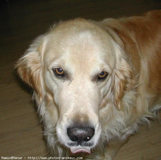 Photo de Golden retriever