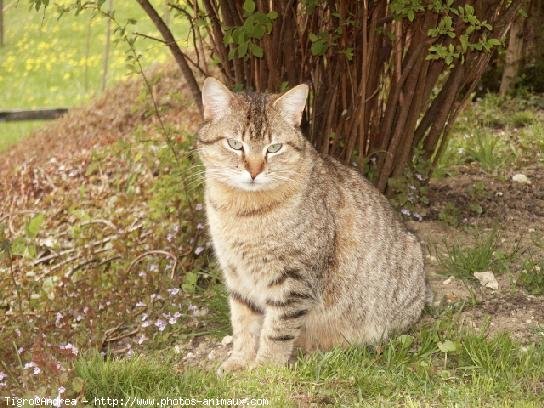 Photo de Chat domestique