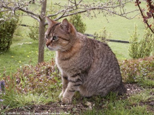 Photo de Chat domestique