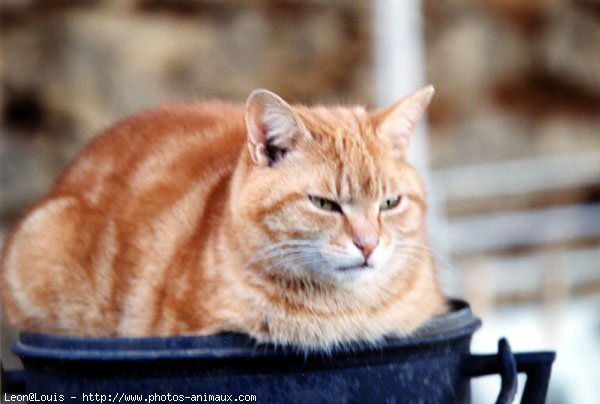 Photo de Chat domestique