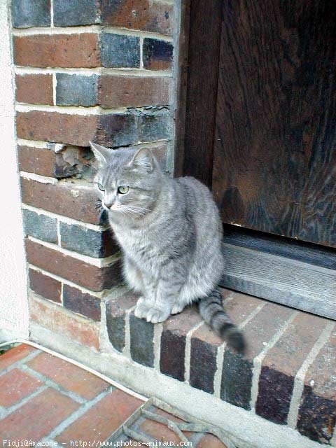 Photo de Chat domestique