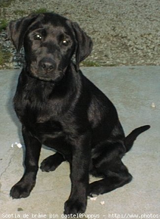 Photo de Labrador retriever