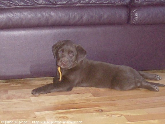 Photo de Labrador retriever