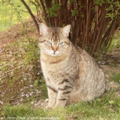 Photo de Chat domestique