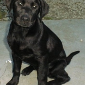 Photo de Labrador retriever