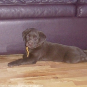 Photo de Labrador retriever