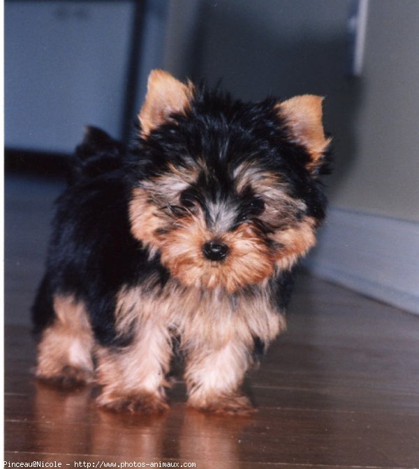 Photo de Yorkshire terrier