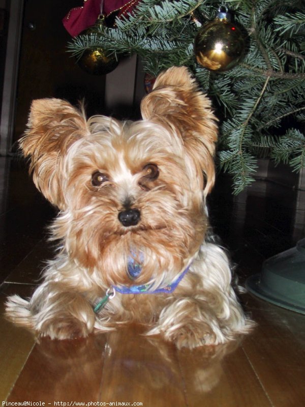 Photo de Yorkshire terrier