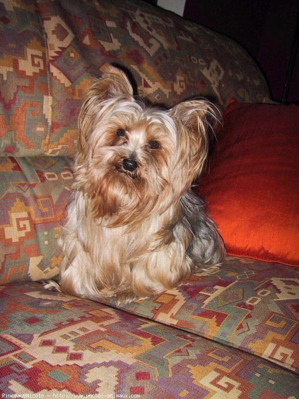 Photo de Yorkshire terrier