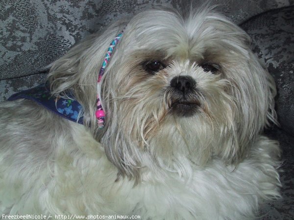 Photo de Shih tzu