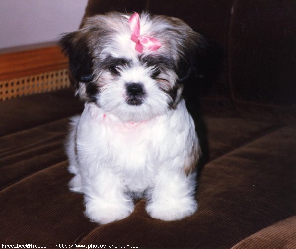 Photo de Shih tzu