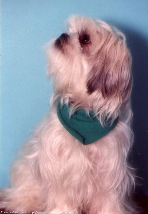 Photo de Shih tzu