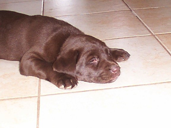 Photo de Labrador retriever