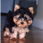 Photo de Yorkshire terrier