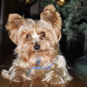 Photo de Yorkshire terrier