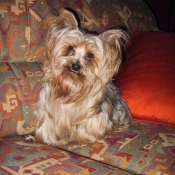 Photo de Yorkshire terrier