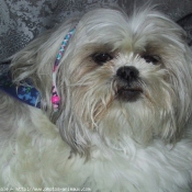 Photo de Shih tzu