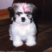 Photo de Shih tzu