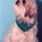 Photo de Shih tzu