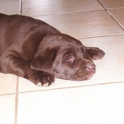 Photo de Labrador retriever