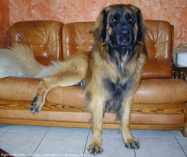 Photo de Leonberg