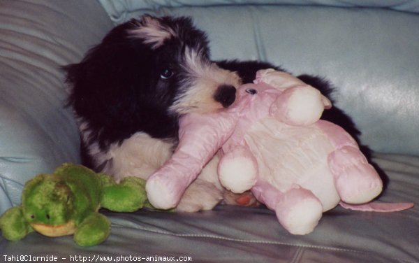 Photo de Bearded collie