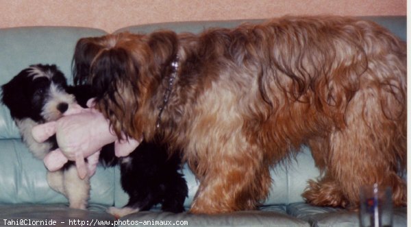 Photo de Bearded collie