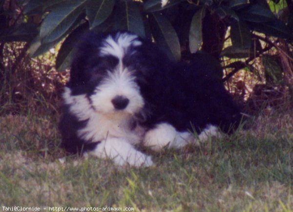 Photo de Bearded collie