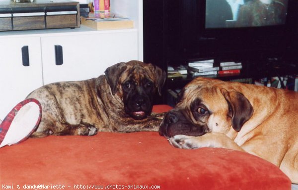 Photo de Bullmastiff