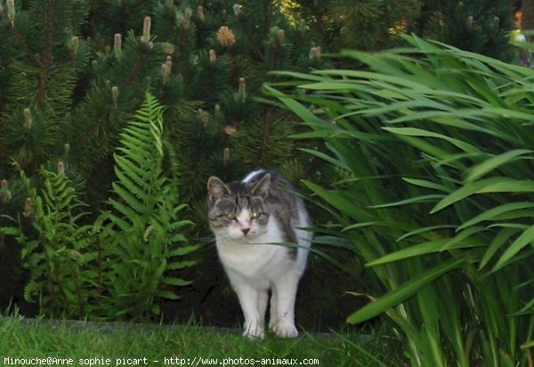 Photo de Chat domestique