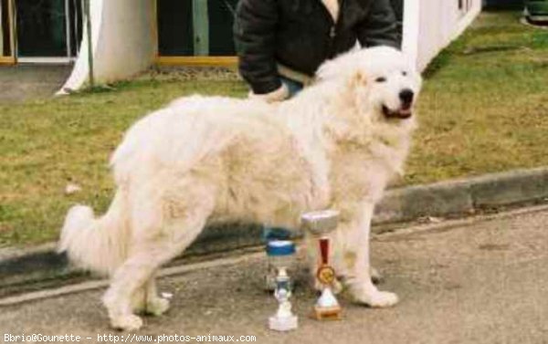 Photo de Chien de montagne des pyrnes