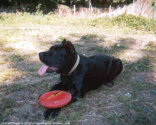 Photo de Chien de cour italien